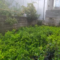 گل کاج و یاس|گل و گیاه طبیعی|کلاچای, |دیوار