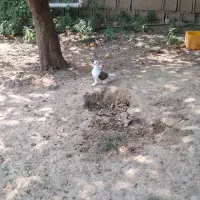 کبوتر