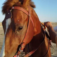 اسب نریان ۳ ساله|اسب و تجهیزات اسبسواری|مشهد, رباط طرق|دیوار