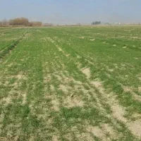 زمین-کشاورزی-برا-کشت-تابستانه