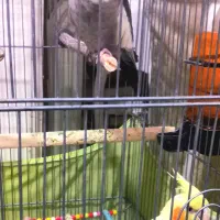 یک جفت عروس هلندی مولد|پرنده|تهران, افسریه جنوبی|دیوار