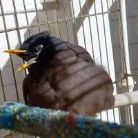 مرغ مینا باهوش