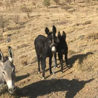 خر گله ای|حیوانات مزرعه|داران, |دیوار