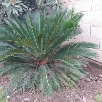 سیکاس 9 ساله|گل و گیاه طبیعی|سنگدوین, |دیوار