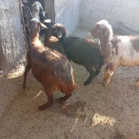 فوری|حیوانات مزرعه|چگنی, |دیوار