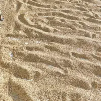 چلتوک اهوازی خشک