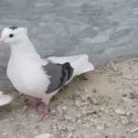 کبوتر|پرنده|سیلاخور, |دیوار