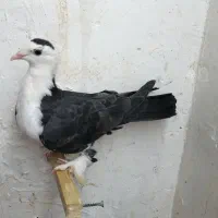 خط کش|لوازم التحریر|گناباد, |دیوار