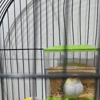 فنچ گلدین نر زرد بالغ