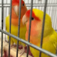 کوتوله دستی