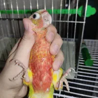 سالن پرورش گرینچیک