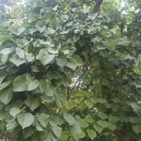 فروش-باغ-بدون-حصار