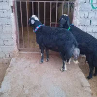 فروش گوسفند