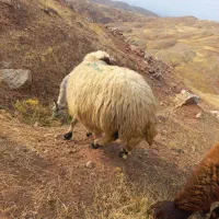 گوسفندداشتی وچاق|حیوانات مزرعه|پلدختر, |دیوار