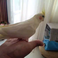 عروس هلندی