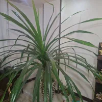 گل پاندانوس بزرگ