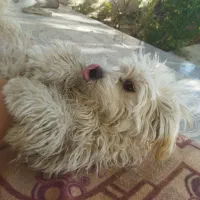 دو قلاده سگ شیتزو بازیگوش|سگ|لنجان, |دیوار