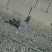 کبوتر