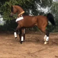سیلمی عرب دوسروارداتی