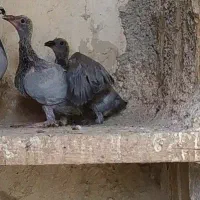 کبوتر کله سیاه|پرنده|فسا, |دیوار