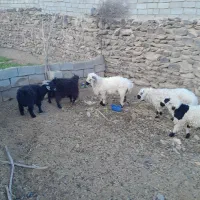 بره نر وبزغاله نر روستا سمت سربیشه