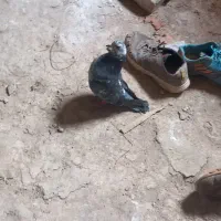 کفتر خوب  قیمت ۱۵۰۰