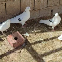 کبوتر پرشی|پرنده|بوکان, |دیوار