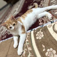 واگذاری رایگان دوتا بچه گربه