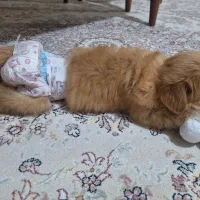 پودل کراس ۲ماهه