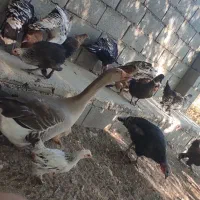 غاز محلی و اردک محلی طبیعی|حیوانات مزرعه|یاسوج, |دیوار