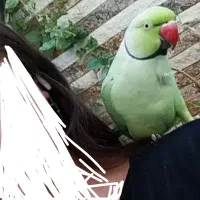 طوطی ملنگو نر|پرنده|خمینی‌شهر, |دیوار