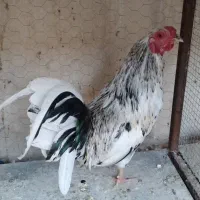 سلام خروس پا کوتاه زرنگ سرحال باهوش