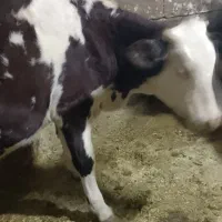 دو راس گوساله سمینتال|حیوانات مزرعه|سنندج, |دیوار