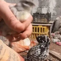 فروش تعدادی جوجه گلین طوسی وسیاه خال سوزنی زیرمرغی|حیوانات مزرعه|برازجان, |دیوار