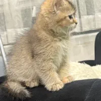 گربه بیریتیش|گربه|تهران, منیریه|دیوار