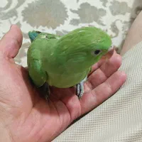 ملنگو سرلاکی|پرنده|شیراز, قلات|دیوار