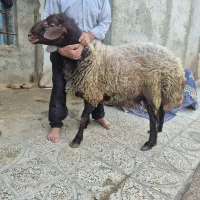 فروش قوچ نژاد دار