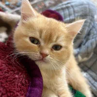 فروش گربه پرشین اسکاتیش|گربه|بندرعباس, |دیوار