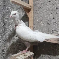 ماده سینه ودمبی|پرنده|شیراز, آزادگان|دیوار
