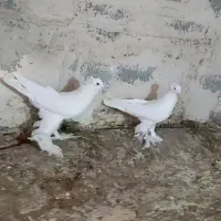 دو عدد سفید کاگیلی نژاد اویناخ  اهر