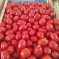 میوه فروشی وسبزیجات آماده کدبانوی شمالی