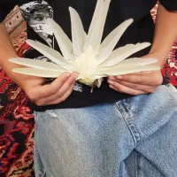 عروس هلندی اهلی و آواز خان