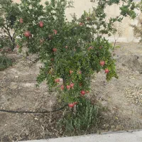 باغ سیخ دارنگون احرار نرگس|فروش خانه و ویلا|شیراز, تندگویان|دیوار