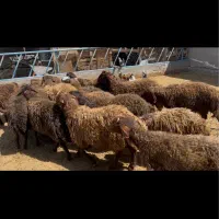 قوچ همو شیشک دوقلوزا هترو