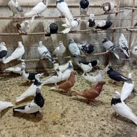 کفتر|پرنده|قم, کلهری|دیوار