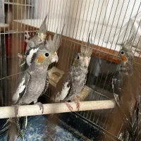 فروش یازده عدد عروس هلندی یک جا