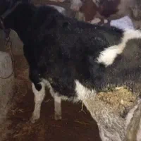 سیمینتال هولشتاین ماده|حیوانات مزرعه|رشت, دباغیان|دیوار