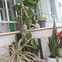 گل و گیاه|گل و گیاه طبیعی|سیمین شهر, |دیوار