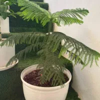 تعدادی گل طبیعی با گلدان
