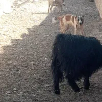 سگ گله هم غار|سگ|سلفچگان, |دیوار